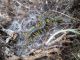 IMG_4510 (800x600) (640x480).jpg