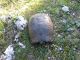 IMG_4633 (800x600) (640x480).jpg