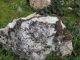 IMG_4517 (800x600) (640x480).jpg