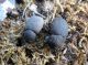 IMG_4646 (800x599) (640x479).jpg