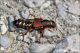 Staphylinus_cf_dimidiaticornis_Variconi_0013.jpg