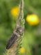 Sologno RE 21-05-11 066b.jpg