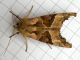 Phlogophora_meticulosa_adulto (4).jpg