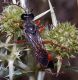 Sphex cfr flavipennis01mod.jpg
