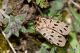 IMG_9551_Ocnogyna_parasita.jpg