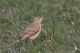 IMG_9538_Anthus_campestris.jpg