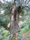 Copia di P1010800.JPG