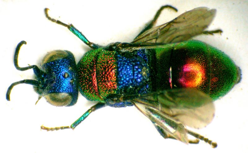 Chrysididae-1_Salento_Alezio.jpg