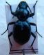 Tentyria laevigata.jpg