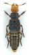 Comb0746_13cr.jpg
