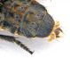 Comb0751_08cr.jpg