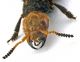 Comb0750_34cr.jpg
