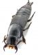 Comb0744_49cr.jpg