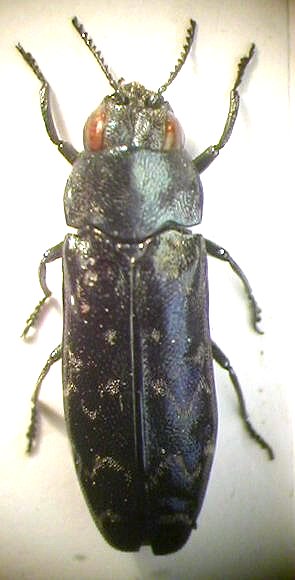 coerebus maculifer.JPG