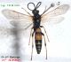 n° 4390 Spilichneumon occisorius M.jpg