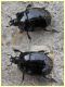 probabile Margarinotus sp - 10 mm circa - Finocchio - 18.4.2013.jpg