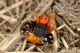 Eresus moravicus (male) (26)2rid.JPG