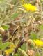 Cyprus 2013 098.JPG
