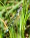 Coenagrion.jpg