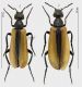 Lydus humeralis f1 rid.jpg