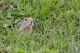 IMG_9589_Spermophilus_citellus.jpg