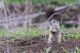 IMG_9562_Spermophilus_citellus.jpg