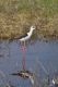 IMG_9835_Himantopus_himantopus.jpg