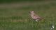 IMG_0022_Charadrius_morinellus.jpg