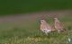 IMG_0024_Charadrius_morinellus.jpg