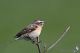 IMG_0100_Saxicola_rubetra.jpg