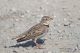 IMG_0155_Melanocorypha_calandra.jpg