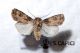 Agrotis-herzogi-♀-cf.jpg