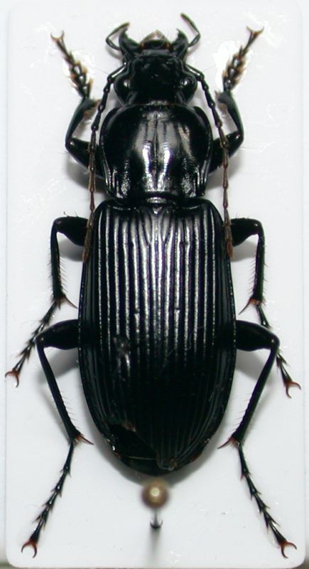 Pterostichus niger.jpg