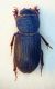 (Aphodiidae) Trichiorhysemmus dalmatinus.JPG