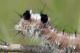 Dendrolimus pini1.JPG