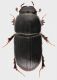Aphodiidae_Vesuvio_19-IV-2013_5mm_grey.jpg