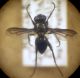 Nyctia halterata (Panzer, 1798) - Sarcophagidae.jpg