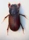 (Aphodiidae) Rhysemmus germanus.JPG