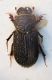 (Aphodiidae) Rhysemmus sardous.JPG