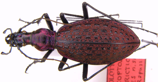 C. (Acoptolabrus) constricticollis limes Rapuzzi, 2009 Holotypus.JPG