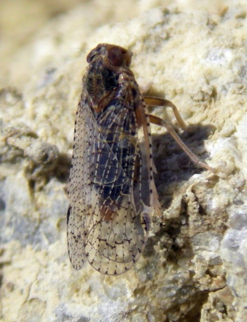 Cixius sp..jpg