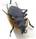 Comb0760_70cr.jpg