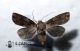 Agrotis-puta-♀.jpg