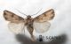 Agrotis-catalaunensis-♂.jpg