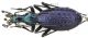 C. (Acoptolabrus) constricticollis furumielloides Deuve, 1997.JPG
