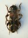 (Cerambycidi) Poecilium alni.jpg