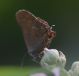 IMGP3920_Hairstreak_Q_sm.JPG