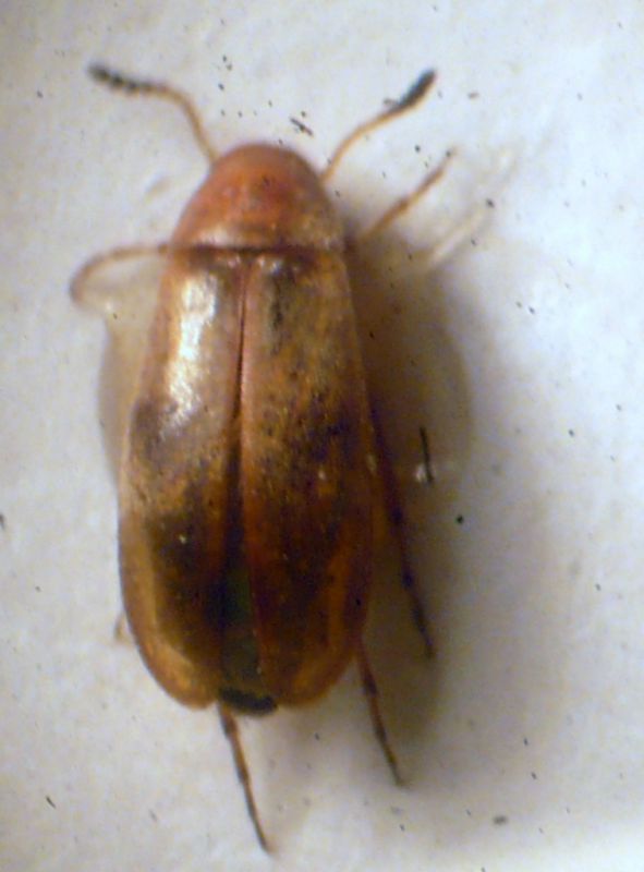 anaspis maculata-Scraptidae.jpg