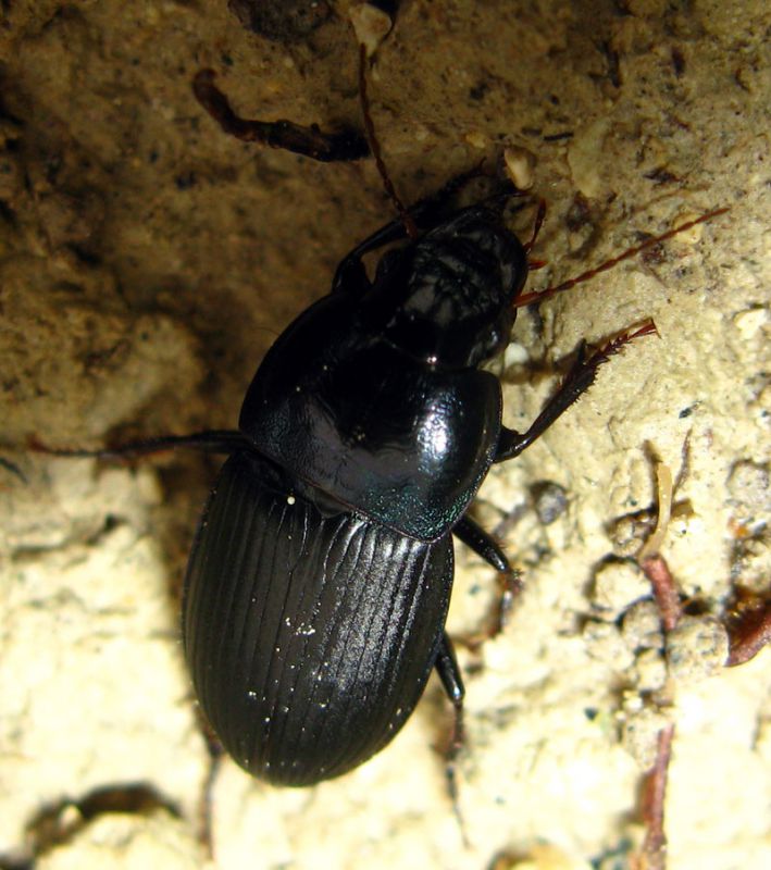 Harpalus2.jpg