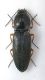 Cardiophorus sp2.JPG
